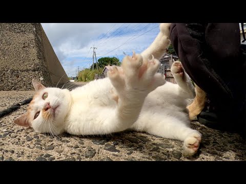 凶暴な茶シロ猫ちゃんがモフられる仲間猫を見て大人しくなる(YouTube)