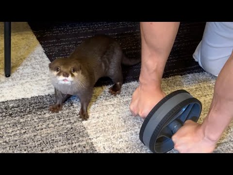 腹筋ローラーする飼い主に必死について行こうとするカワウソ otter tries to keep up with its owner who is doing the abdominal roller(YouTube)