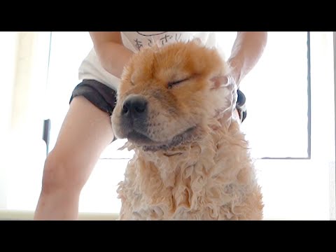 おとなしく洗われるチャウチャウ犬(YouTube)