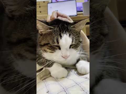 「オデコ～」って呼んだらお腹に乗ってくる猫(YouTube)