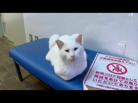 手足を全く見せない待合室の猫(YouTube)