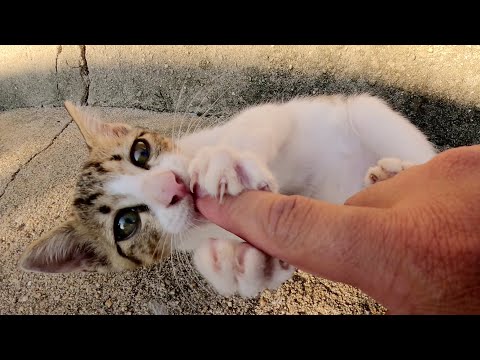 人間の手をガッシリと捕まえて、指をペロペロ舐めてくる子猫(YouTube)