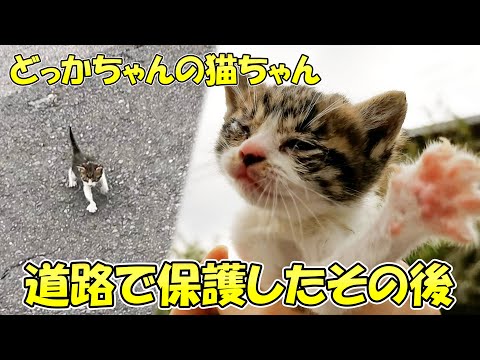 栗拾いに行ったら子猫を拾ってしまいました！【ショート動画の道路で緊急保護した子猫のその後】(YouTube)