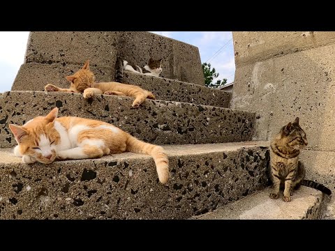 海辺の階段で雛人形のように並ぶ猫達を順番にモフる！(YouTube)