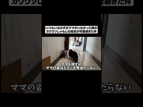 いつもいるはずのママがいなかった時のカワウソの反応#shorts(YouTube)
