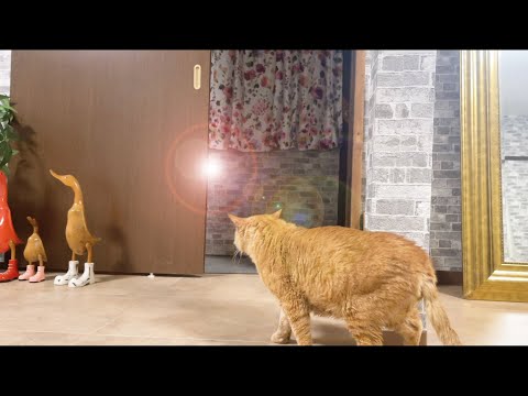 保護猫ライフ君、外の世界へ・・・(YouTube)