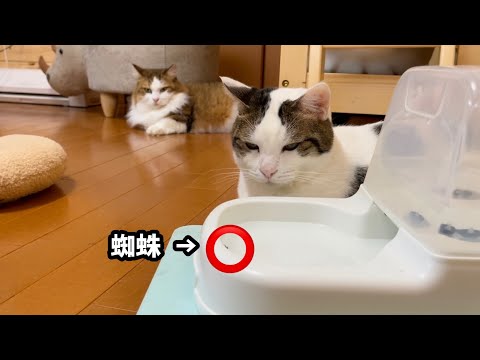 1匹の蜘蛛に余裕で遊ばれる猫たち(YouTube)