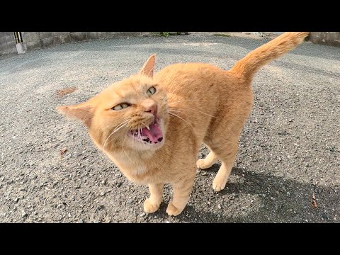茶トラ猫がメチャクチャ可愛い鳴き声で甘えてきた(YouTube)