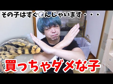 オオトカゲを買う時に注意するポイントをお話しします(YouTube)