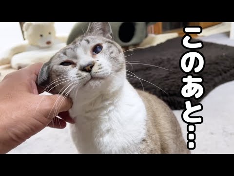 猫を撫でてたら次から次へと大渋滞になりましたｗ(YouTube)