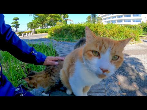 公園のベンチに野良猫がいたので撫でると隣に座ってきてカワイイ(YouTube)