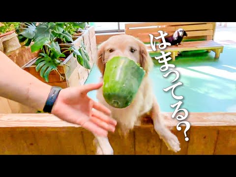冬瓜をあげたら犬のテンションが爆上がりしました。(YouTube)