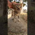 【cat】おチビなキジトラ猫ちゃんをモフる(YouTube)