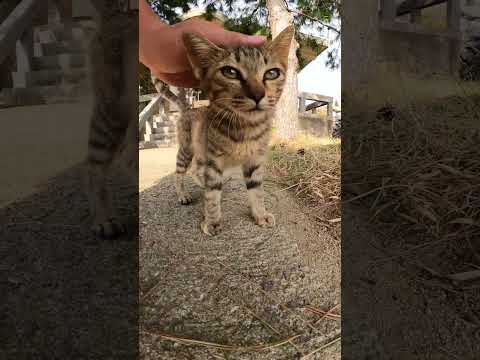 【cat】おチビなキジトラ猫ちゃんをモフる(YouTube)