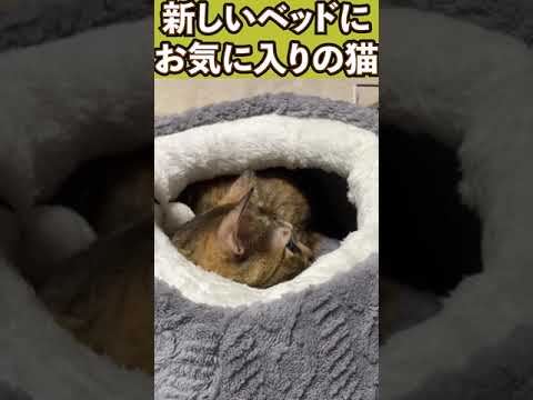 新しいベッドの穴から顔を出す猫が可愛い…　#shorts(YouTube)