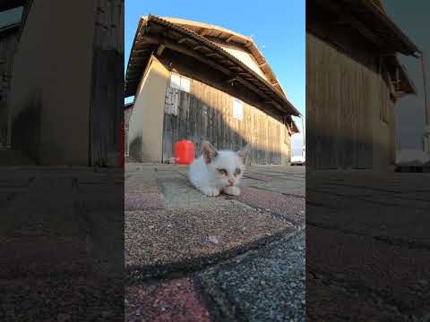 子猫(YouTube)