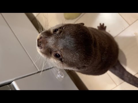 お腹いっぱいなのにご飯を催促した結果、ちょっと困る自業自得カワウソ Otter urging for food even though he was full.(YouTube)