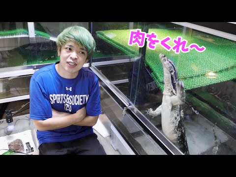 血の気の多い肉が大好きなオオトカゲ達への餌あげ(YouTube)