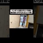 ペンギンと暮らすという事は毎日が追いかけられるという事。(YouTube)