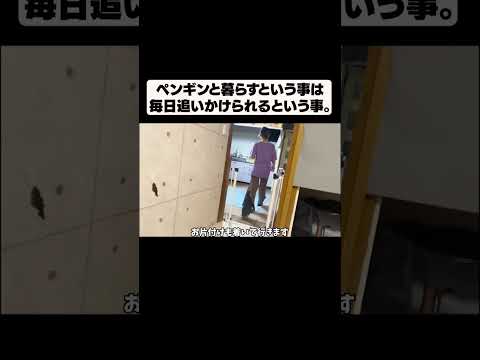 ペンギンと暮らすという事は毎日が追いかけられるという事。(YouTube)