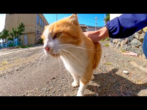 猫島の漁港前の広場にいた猫を撫でるとゴロゴロと喜んでカワイイ(YouTube)