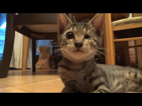 子猫がまだ恐れて近寄れない猫がいます(YouTube)
