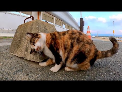 フェリー乗り場の三毛猫ちゃん、ガードレールに頭を擦りつけてカワイイ(YouTube)