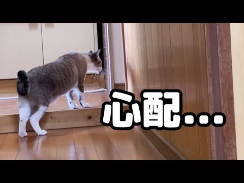 兄猫の鳴き声で心配する妹猫(YouTube)