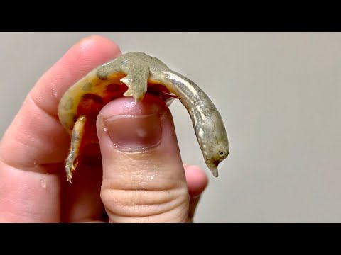 車を7時間走らせて首のなが〜い亀の赤ちゃんを捕まえてきました(YouTube)