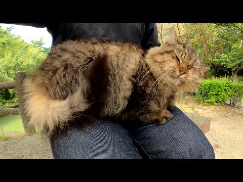 ベンチに座ったら、モフモフの猫がひざの上にのってきた(YouTube)
