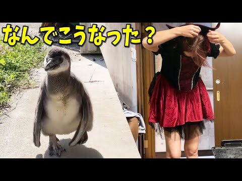 ペンギンのお引っ越しをしたらママが大変な事になりました・・・(YouTube)