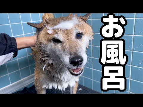 お風呂で色んな表情を見せてくれる柴犬(YouTube)