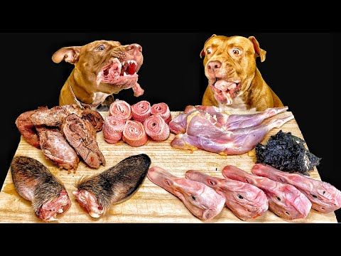 【閲覧注意ASMR】最強な犬ピットブルが骨つき肉を噛み砕く咀嚼音がクセになる(YouTube)