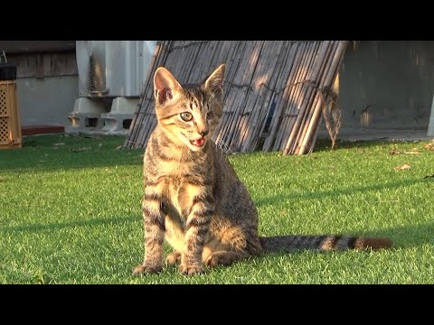 子猫にちょっとだけやり返したら猛攻撃されてる猫たち(YouTube)