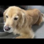今日も僕のわんこがかわいいのです(YouTube)