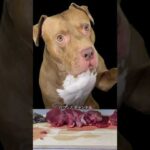 生肉を堪能するピットブルがワイルドすぎる#shorts(YouTube)