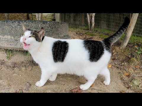 キジシロ猫が少しくたびれた声で「モフってくれ～」と要求してきた(YouTube)