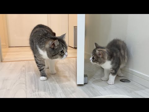 ついに妹と初めて対面したら兄猫がこうなりました…(YouTube)