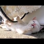 猫島の子猫、発泡スチロールで爪研ぎして粉だらけになる(YouTube)