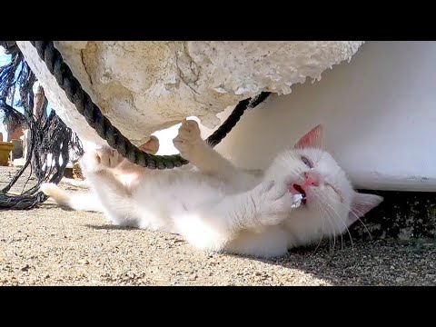 猫島の子猫、発泡スチロールで爪研ぎして粉だらけになる(YouTube)