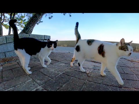 猫は撫でると何故かお尻をこっちに向けてくる(YouTube)
