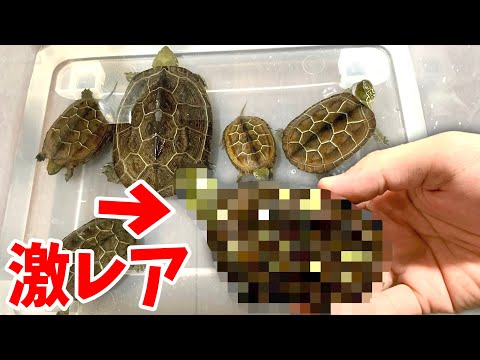 とんでもないカメを用水路で発見してしまいました(YouTube)
