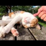 テーブルの上で気持ち良さそうにお昼寝する三毛猫姉妹(YouTube)