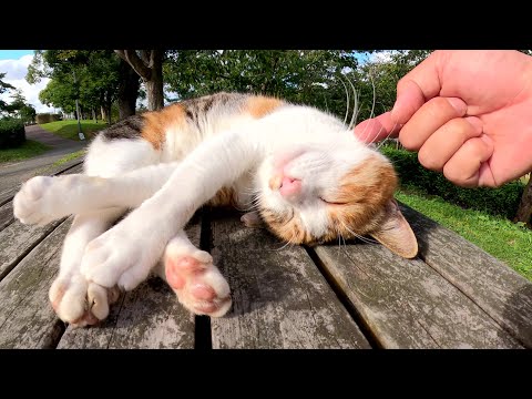 テーブルの上で気持ち良さそうにお昼寝する三毛猫姉妹(YouTube)