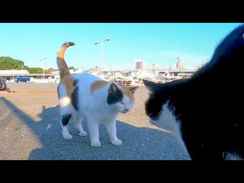 漁港でヒゲのハチワレ猫がモフられに来た、しばらくするとライバル猫のハートの三毛猫もやって来た(YouTube)