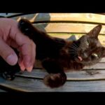 ベンチでくつろぐ黒猫をもモフったら体をビヨ～ンと伸ばした(YouTube)