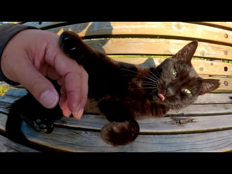 ベンチでくつろぐ黒猫をもモフったら体をビヨ～ンと伸ばした(YouTube)