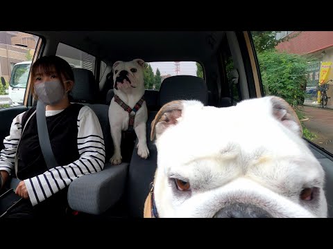 何となく怪しいパパの東京出張に愛犬連れて行ってみた結果…(YouTube)