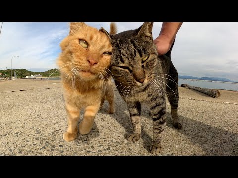 キジトラ猫をモフると、嫉妬深い茶トラ猫が全力で妨害してきたw(YouTube)