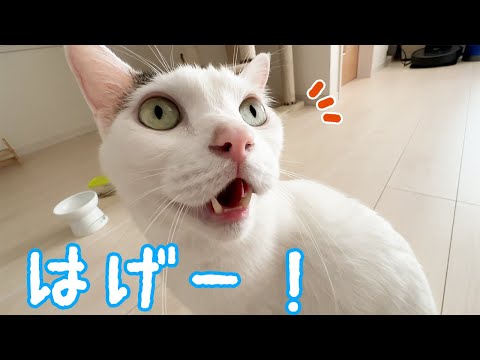 娘にもパパにも「はげー」と言うお喋り猫チロさん(YouTube)